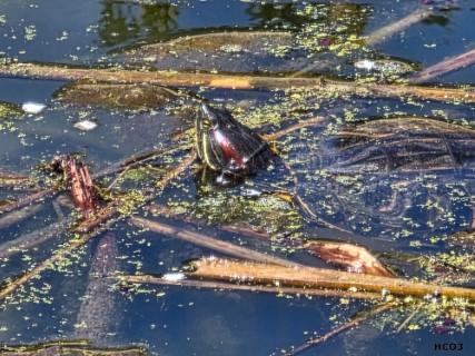 Red eared slider poking out its head from the water